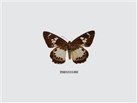 藏品(臺灣颯弄蝶)的圖片